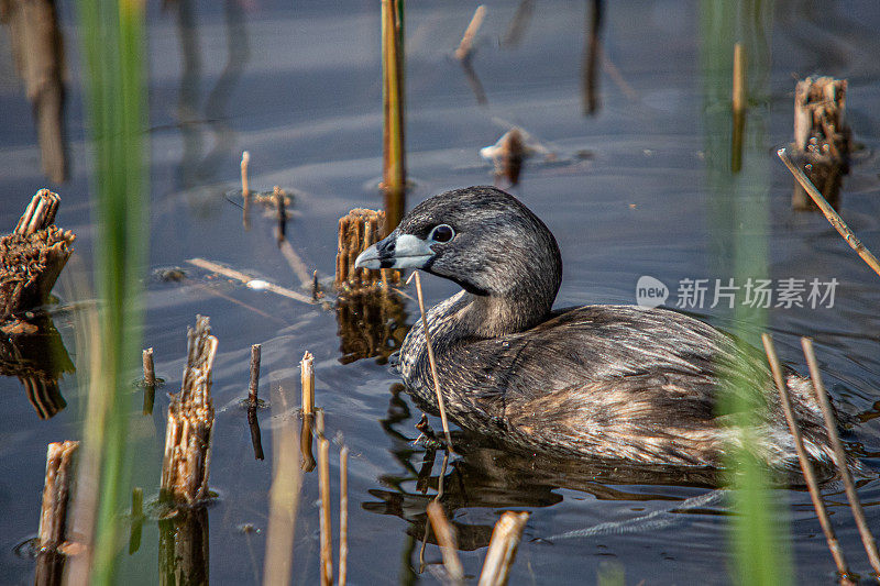 各种各样的账单grebe, pid -billed grebe, American dabchick。